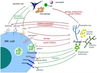 Frontiers | Natural Killer Cells In Antifungal Immunity